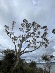 Eucalyptus pauciflora