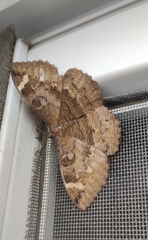 Erebus hieroglyphica