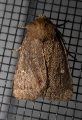 Pseudorthodes vecors