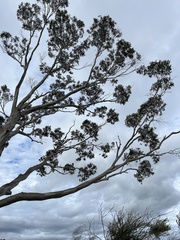 Eucalyptus pauciflora