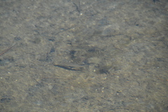 Sillago ciliata