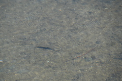 Sillago ciliata