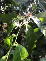 Capparis micracantha
