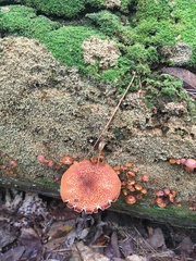 Tricholomopsis formosa