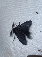 Zygaenoidea