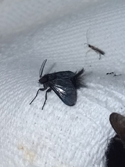 Zygaenoidea