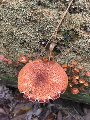 Tricholomopsis formosa