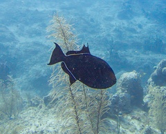 Melichthys niger