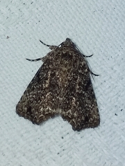 Drobeta ithaca
