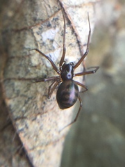 Bathyphantes pallidus