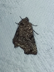 Drobeta ithaca