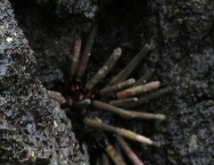 Eucidaris galapagensis