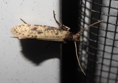 Amydria effrenatella