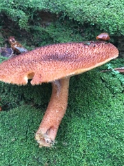 Tricholomopsis formosa