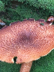 Tricholomopsis formosa