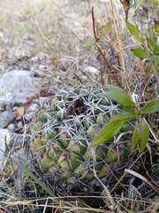 Coryphantha