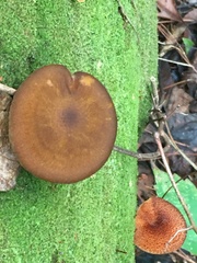 Tricholomopsis formosa