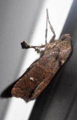 Pseudorthodes vecors