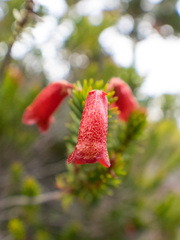 Rhododendron ericoides