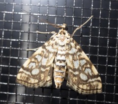 Lygropia rivulalis