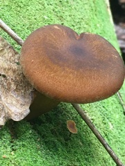 Tricholomopsis formosa