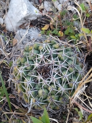 Coryphantha