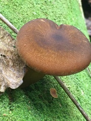 Tricholomopsis formosa