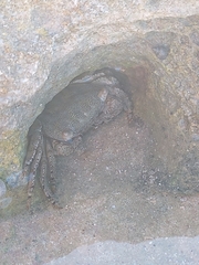 Metopograpsus thukuhar