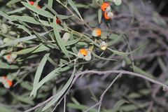 Alectryon oleifolius