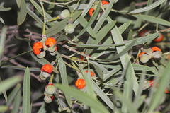 Alectryon oleifolius