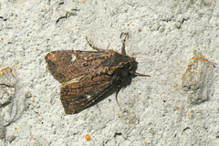 Helotropha reniformis