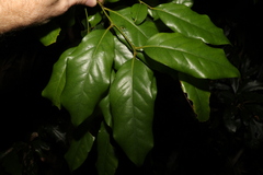 Cryptocarya macdonaldii