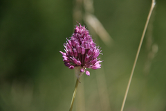 Allium sphaerocephalon