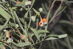 Alectryon oleifolius