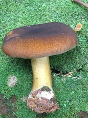 Tricholomopsis formosa