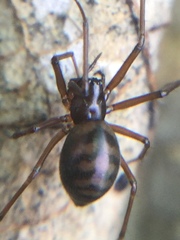 Bathyphantes pallidus