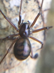 Bathyphantes pallidus