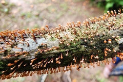 Nectria pseudotrichia