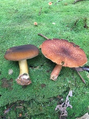 Tricholomopsis formosa