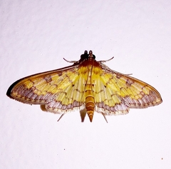 Spilomelinae