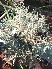 Usnea intermedia