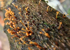 Nectria pseudotrichia