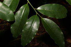 Litsea reticulata