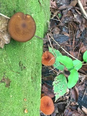 Tricholomopsis formosa