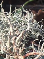 Usnea intermedia