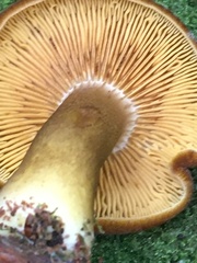 Tricholomopsis formosa