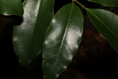 Litsea reticulata