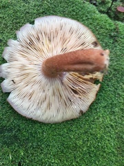 Tricholomopsis formosa