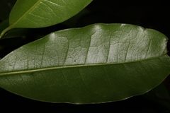 Litsea reticulata