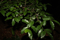 Litsea reticulata